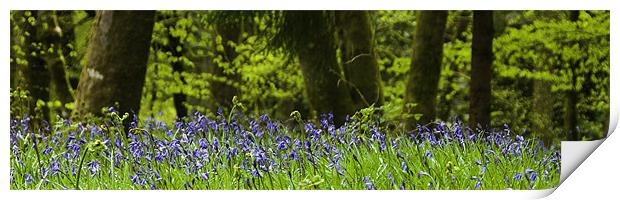 Bluebells Print by Peter Jarvis