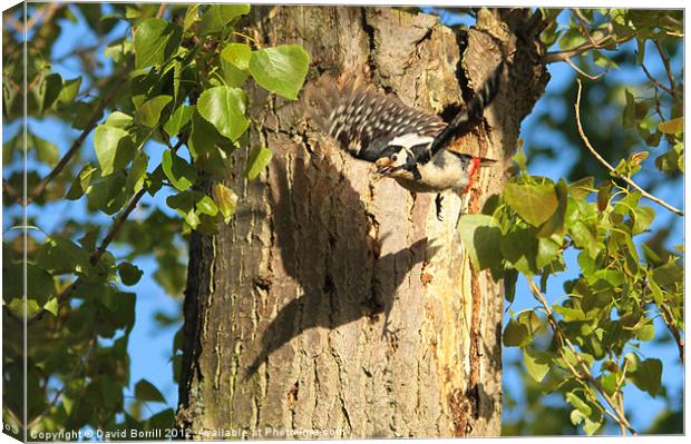Great Spotted Woodpecker Canvas Print by David Borrill