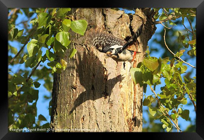 Great Spotted Woodpecker Framed Print by David Borrill