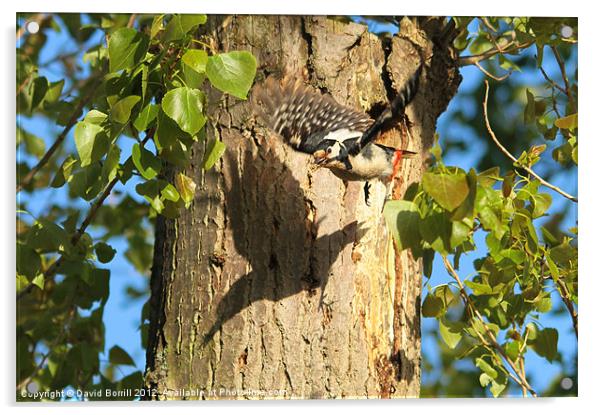 Great Spotted Woodpecker Acrylic by David Borrill