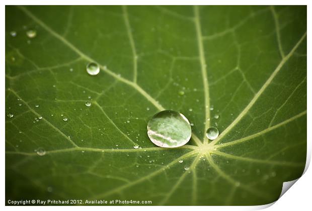 Water Drop Print by Ray Pritchard