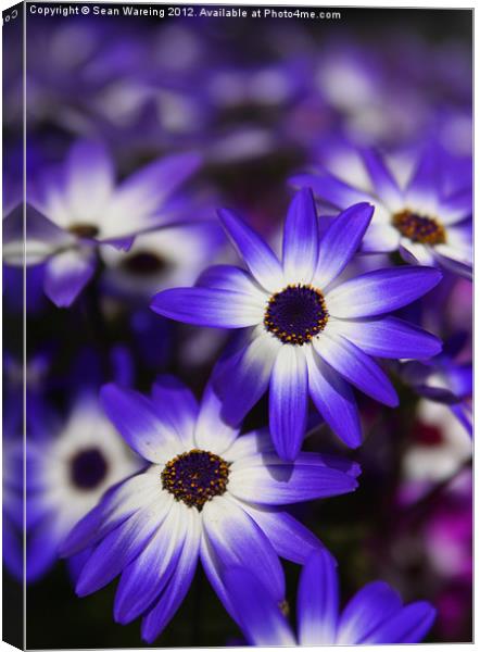 Blue and White Daisies Canvas Print by Sean Wareing