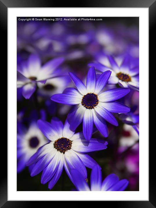 Blue and White Daisies Framed Mounted Print by Sean Wareing