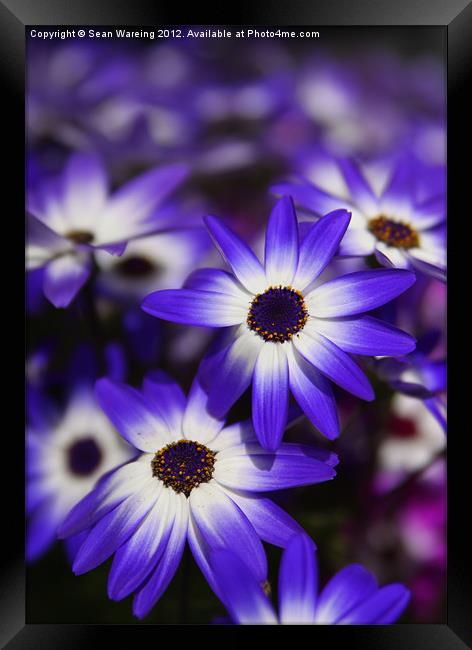 Blue and White Daisies Framed Print by Sean Wareing