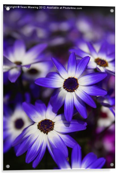 Blue and White Daisies Acrylic by Sean Wareing