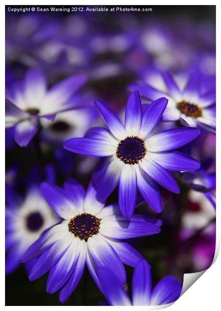 Blue and White Daisies Print by Sean Wareing