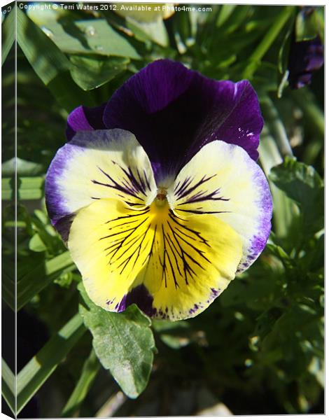Purple and Yellow Pansy Green Background Canvas Print by Terri Waters