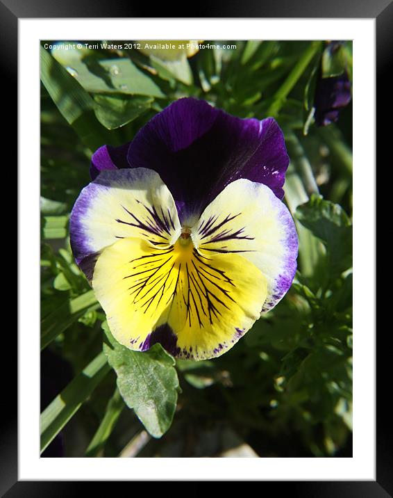 Purple and Yellow Pansy Green Background Framed Mounted Print by Terri Waters