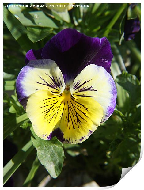 Purple and Yellow Pansy Green Background Print by Terri Waters
