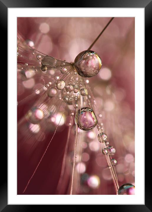 Raspberry Dandy Sparkles Framed Mounted Print by Sharon Johnstone