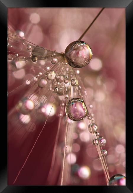 Raspberry Dandy Sparkles Framed Print by Sharon Johnstone