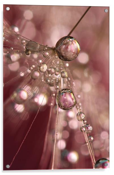 Raspberry Dandy Sparkles Acrylic by Sharon Johnstone