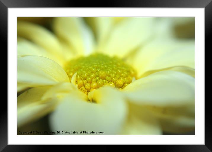 Daisy flower Framed Mounted Print by Sean Wareing