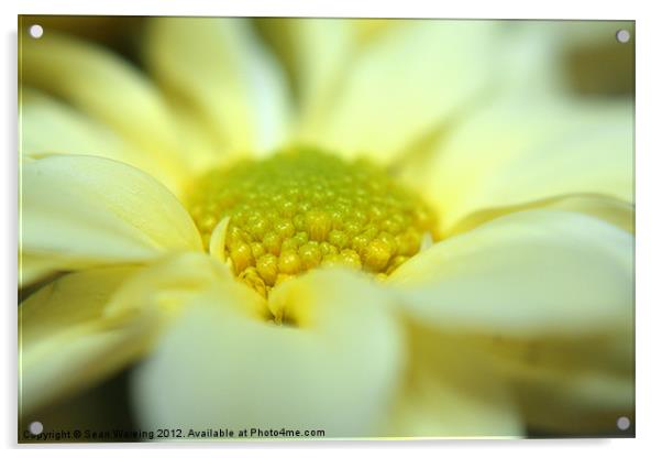 Daisy flower Acrylic by Sean Wareing