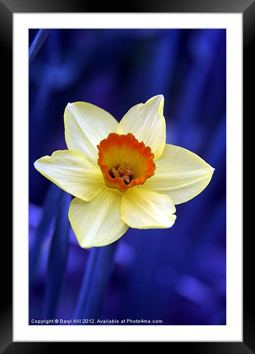 Yellow Daffodil on Blue Background Framed Mounted Print by Daryl Hill