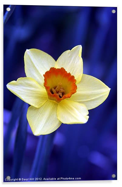 Yellow Daffodil on Blue Background Acrylic by Daryl Hill