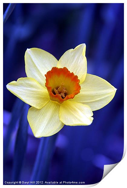 Yellow Daffodil on Blue Background Print by Daryl Hill