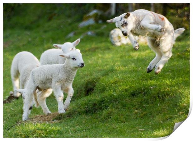 Spring Lamb Springing Print by Ian Hufton