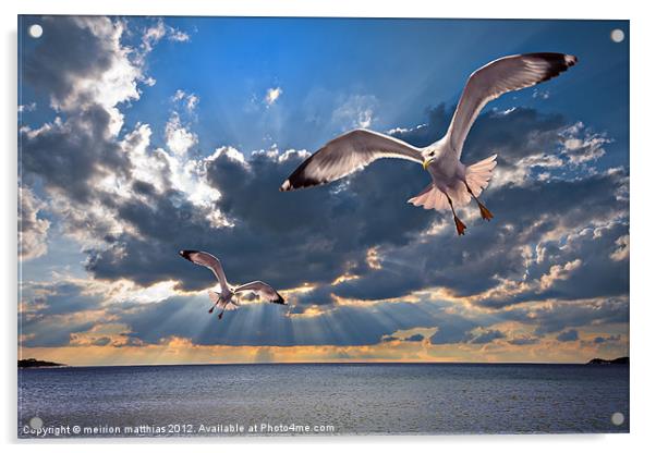 greek gulls with sunbeams Acrylic by meirion matthias