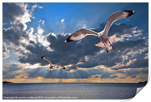 greek gulls with sunbeams Print by meirion matthias