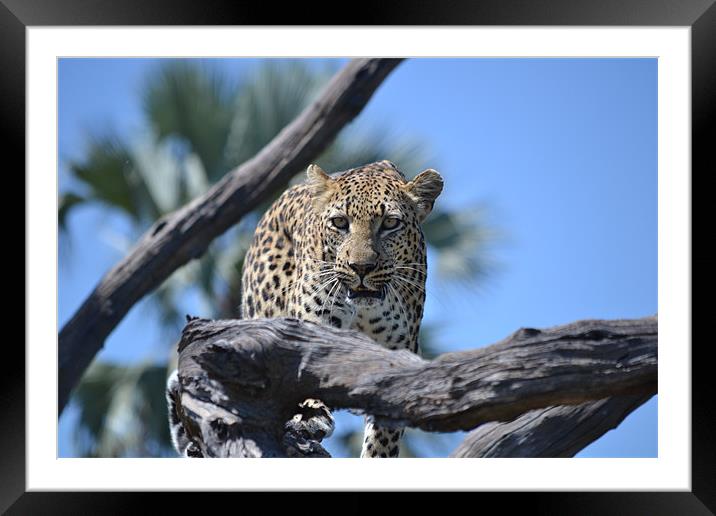 On The Prowl Framed Mounted Print by Julia Laing