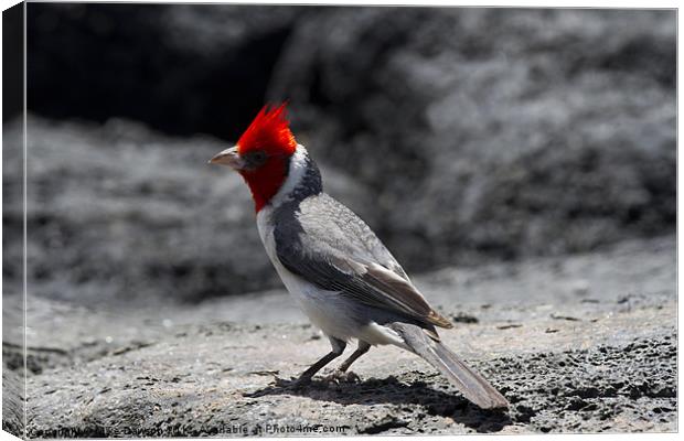 Red-Crested Cardinal Canvas Print by Mike Dawson