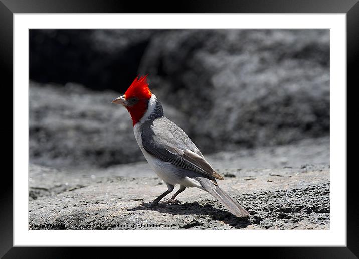 Red-Crested Cardinal Framed Mounted Print by Mike Dawson