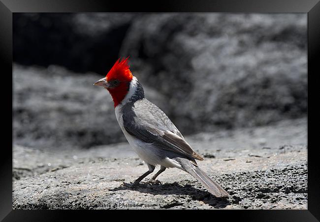 Red-Crested Cardinal Framed Print by Mike Dawson