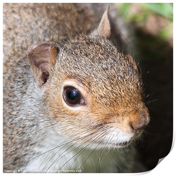 American Grey Squirrel Print by Rob Lester
