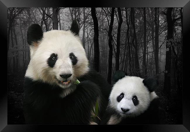 Giant Pandas Framed Print by Julie Hoddinott