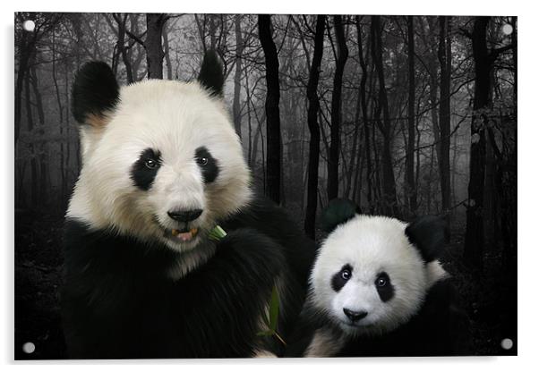 Giant Pandas Acrylic by Julie Hoddinott