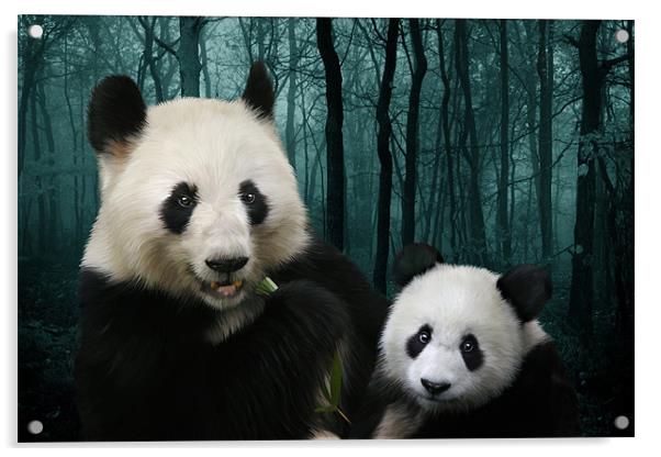 Woodland Giant Pandas Acrylic by Julie Hoddinott
