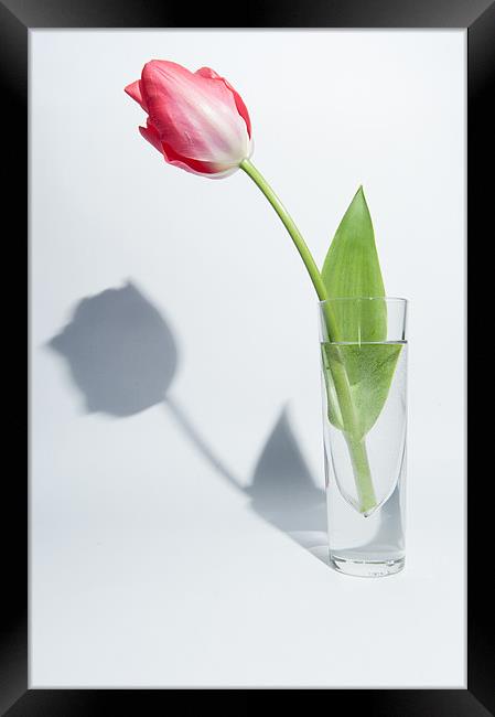 Red Tulip Shadow Framed Print by Helen Northcott