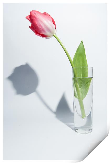 Red Tulip Shadow Print by Helen Northcott