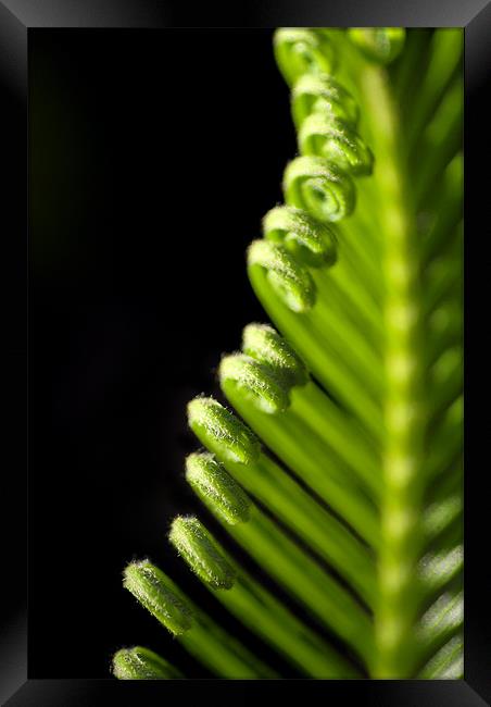Palm Frond Framed Print by Mary Lane