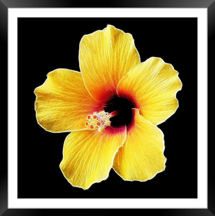Electric Hibiscus Framed Mounted Print by Mike Gorton