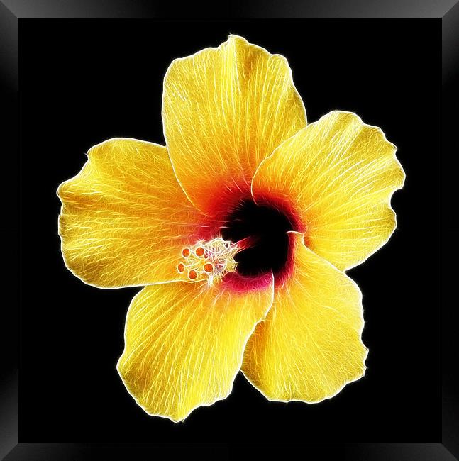 Electric Hibiscus Framed Print by Mike Gorton