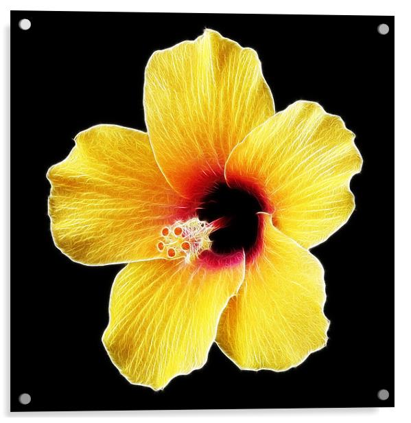 Electric Hibiscus Acrylic by Mike Gorton