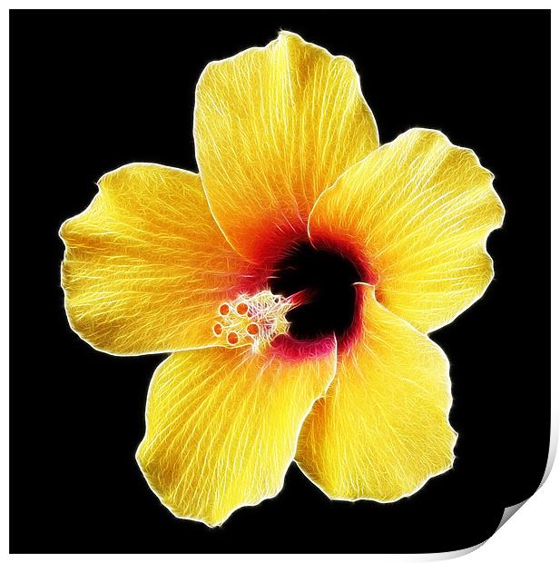 Electric Hibiscus Print by Mike Gorton