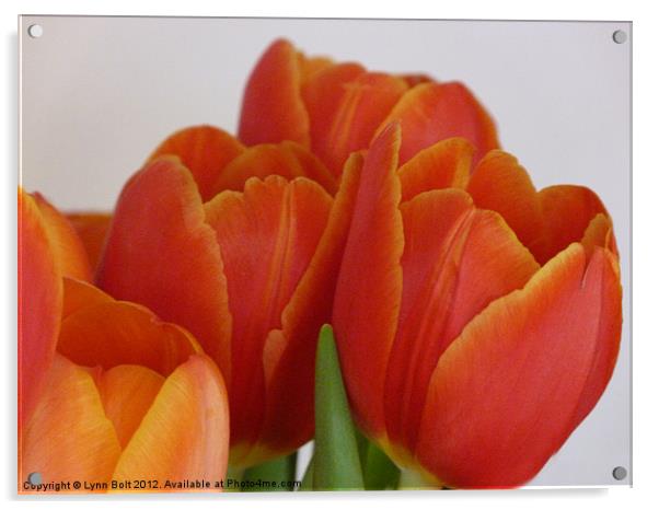 Tulips Acrylic by Lynn Bolt