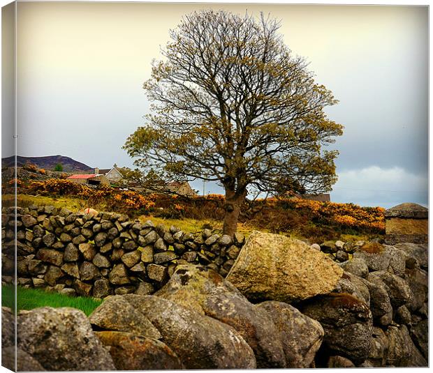 Tree at the Mourne Mountains Canvas Print by Mari Lara