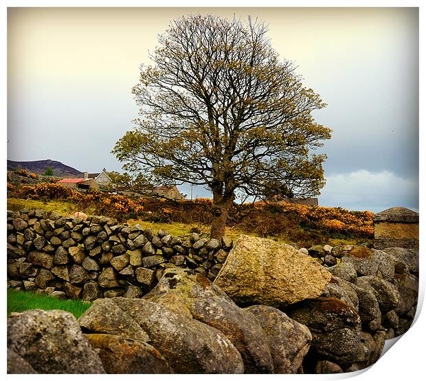 Tree at the Mourne Mountains Print by Mari Lara