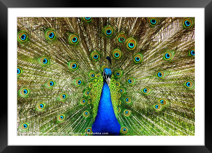 You looking at me? Framed Mounted Print by Rachael Hood
