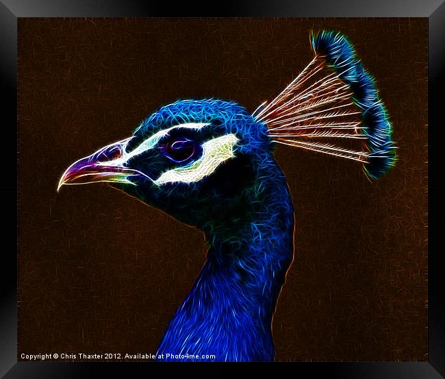 Fractalius Peacock Framed Print by Chris Thaxter