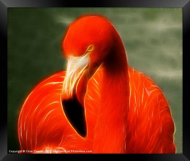 Fractalius Flamingo Framed Print by Chris Thaxter