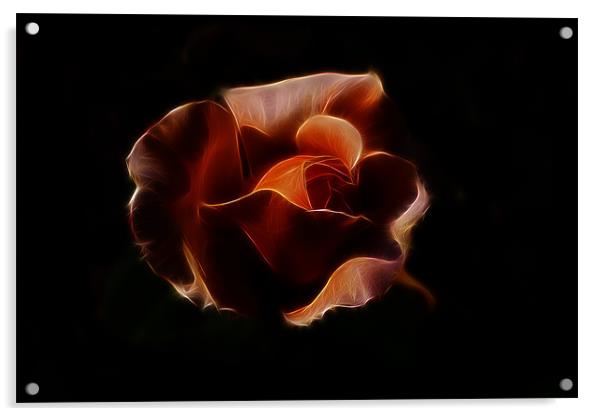 Orange Rose Fractalis Acrylic by Dean Messenger