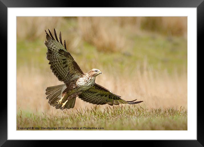 Buzzard takes flight Framed Mounted Print by Izzy Standbridge