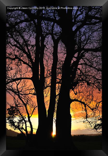 Sunset Tree Framed Print by Jason Connolly