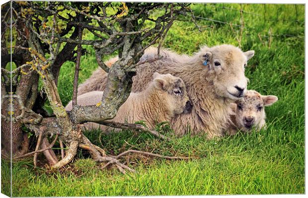 Mother And Babies Canvas Print by Jason Connolly
