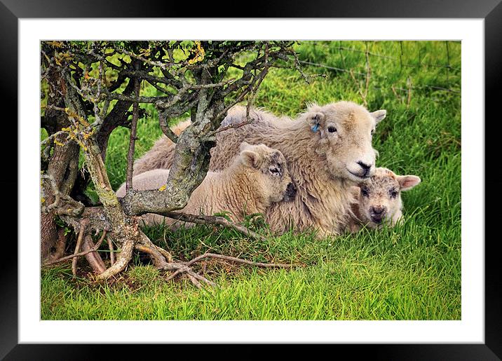 Mother And Babies Framed Mounted Print by Jason Connolly
